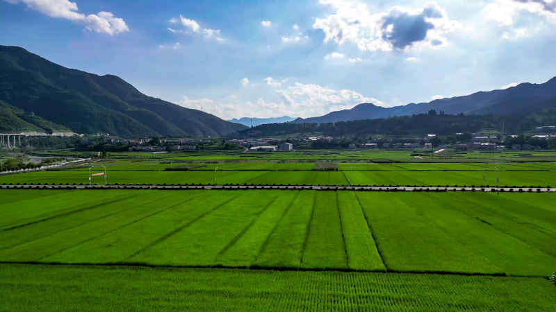 绿油油杂交水稻种植农田