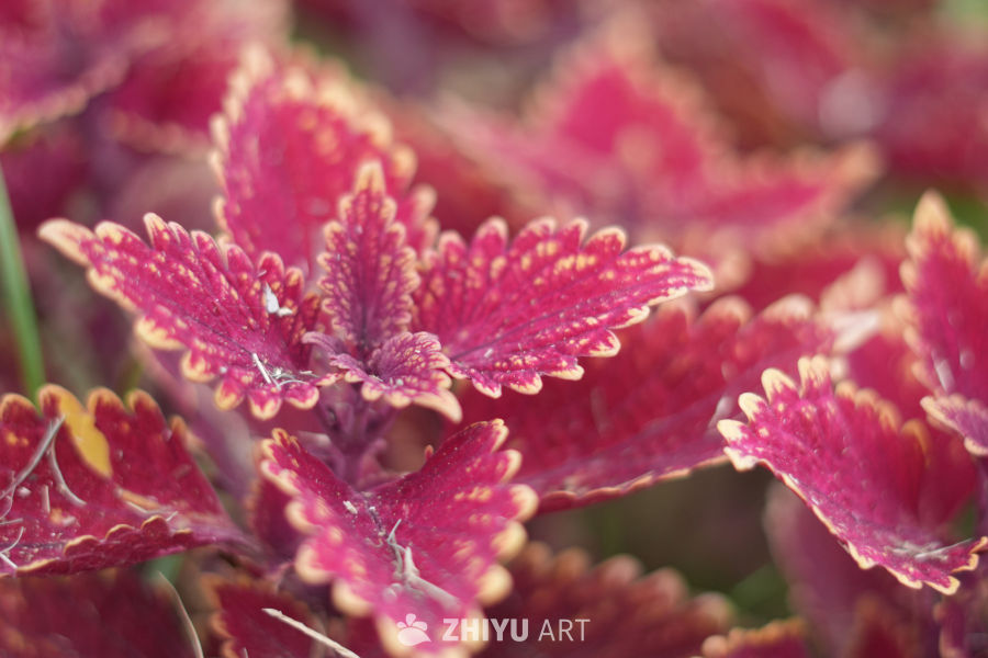 【实拍样片】索尼A6700相机实拍照片原片 4