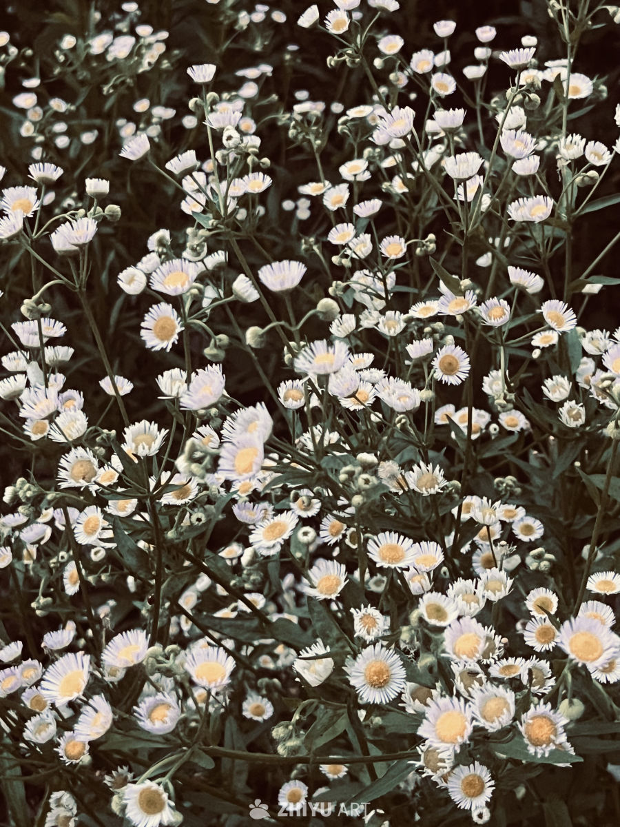 田野上的雏菊