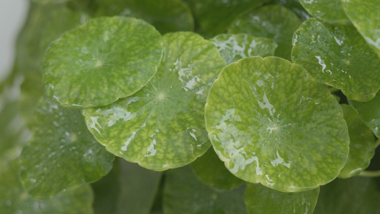 水滴铜钱草慢镜头
