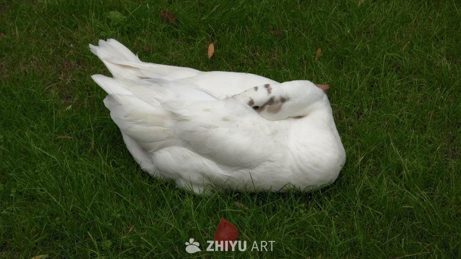 熟睡的白鹅