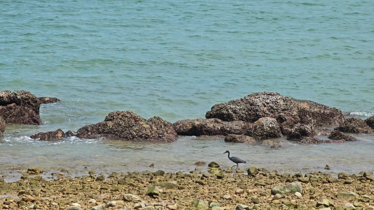 小鸟在海边漫步行走