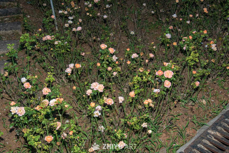 中药材与药材花 13