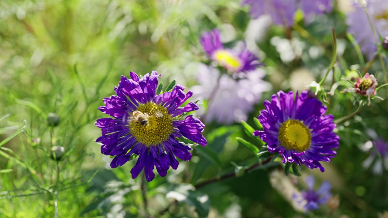 阳光下花丛中花朵上的蜜蜂