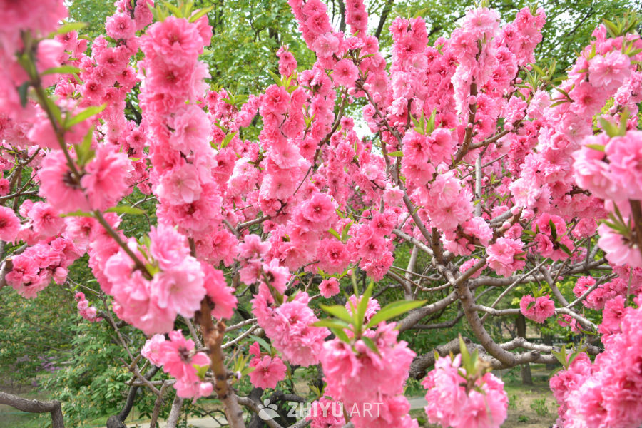 春花重瓣榆叶梅
