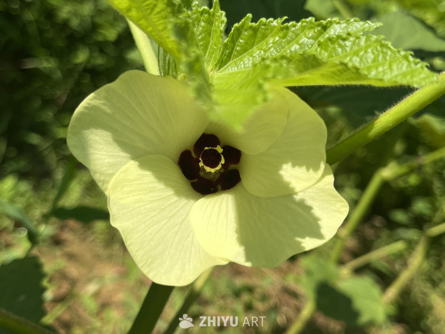 黄花绿叶的宁静时光