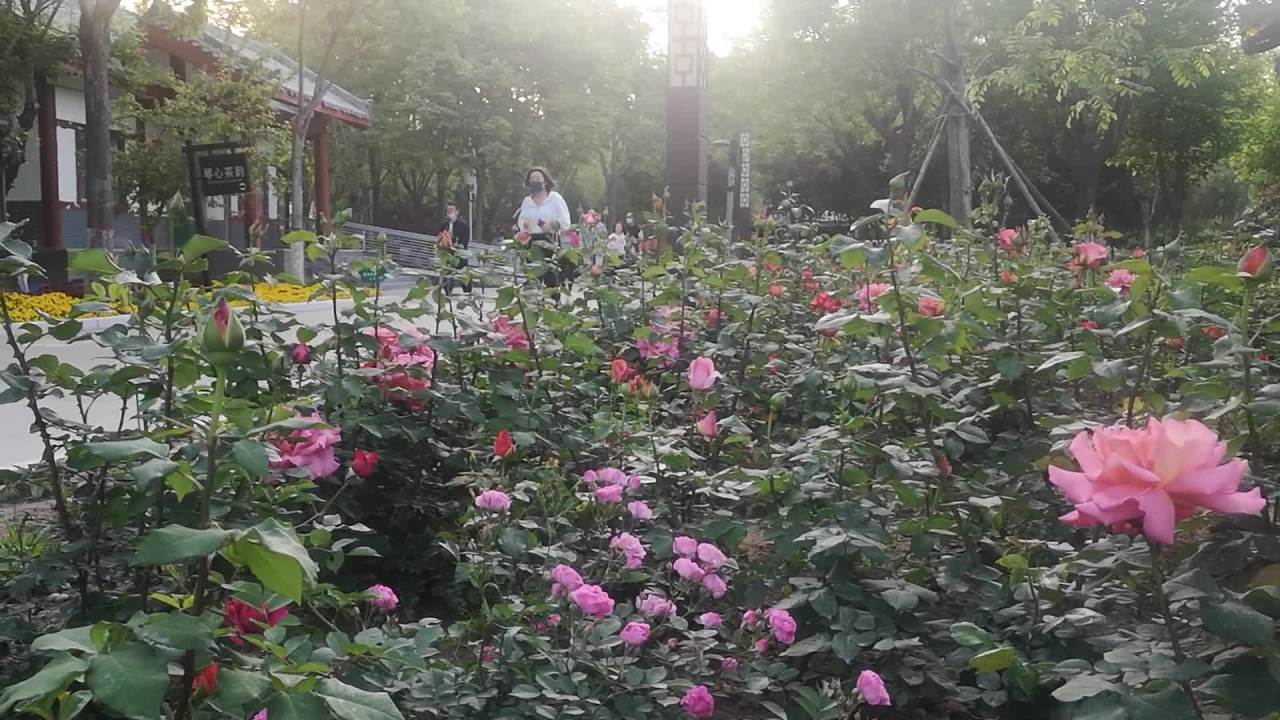 公园里的阳光与玫瑰