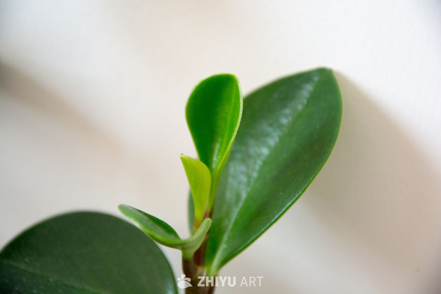 碧玉