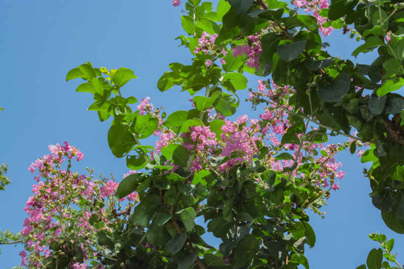 夏日紫薇