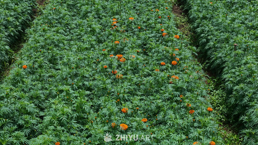 橙色花海的宁静花园