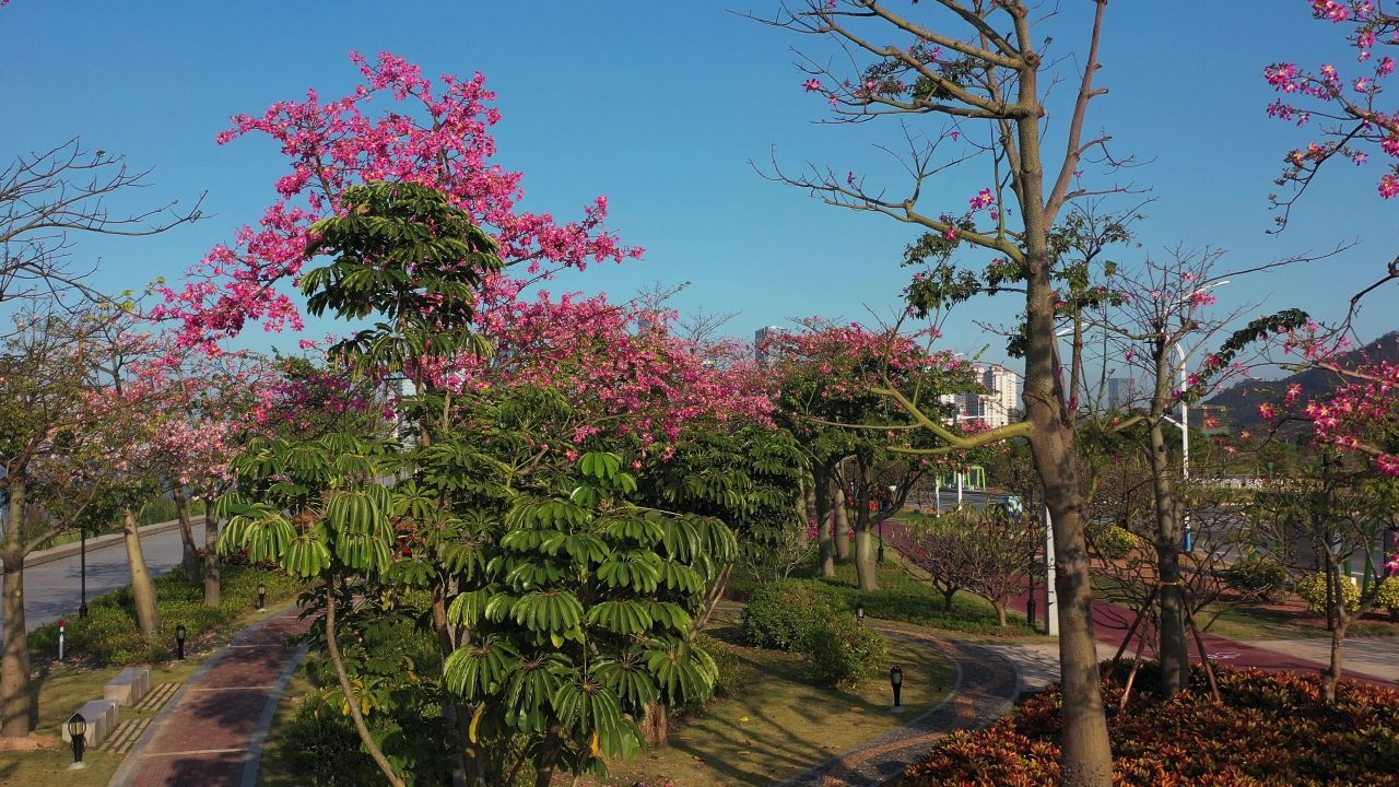 横琴花海长廊 9