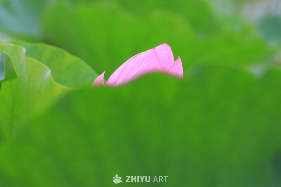 荷花 26