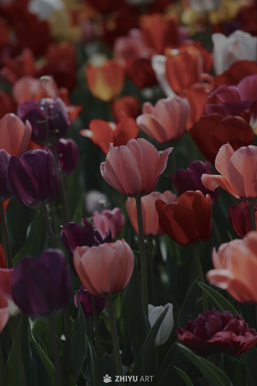 色彩斑斓的郁金香花海