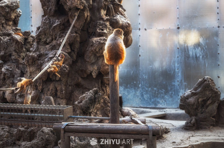 动物园里有什么？