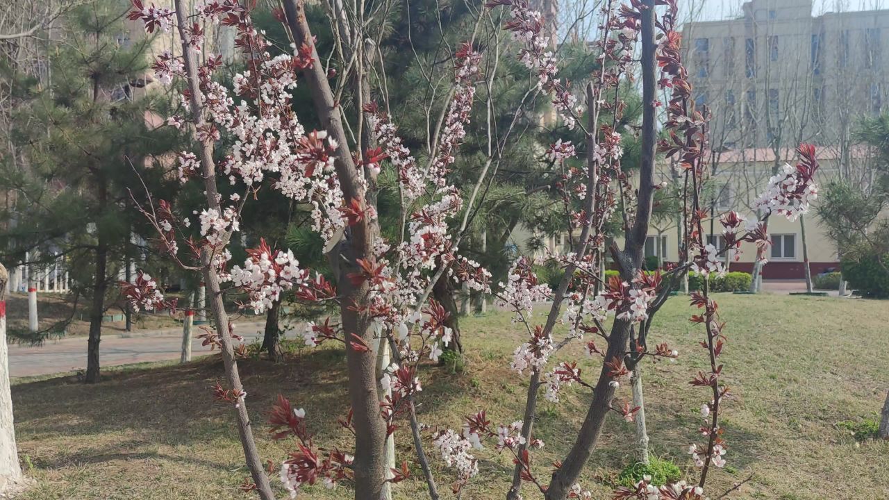 春天来了 24