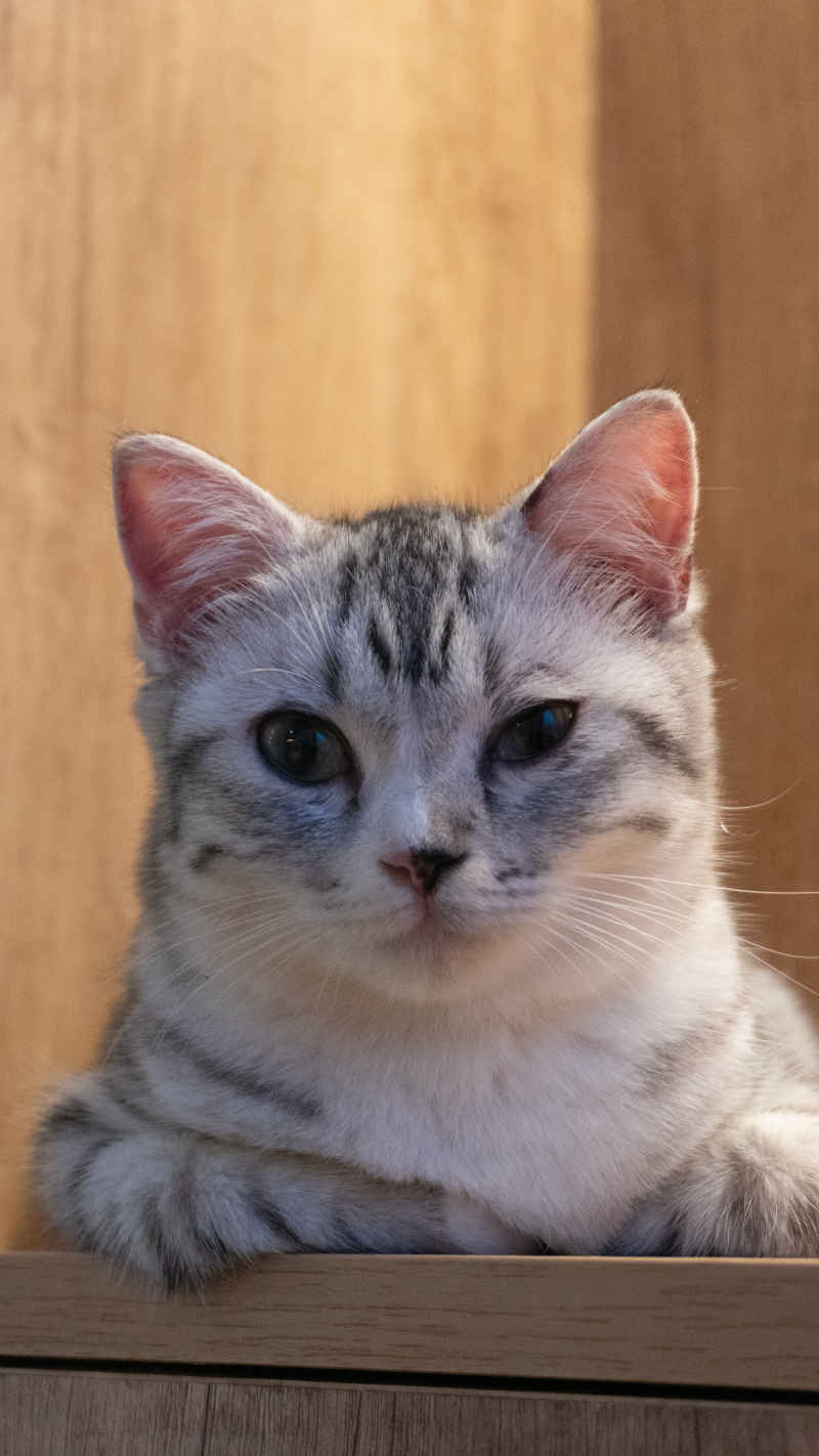 猫咪
