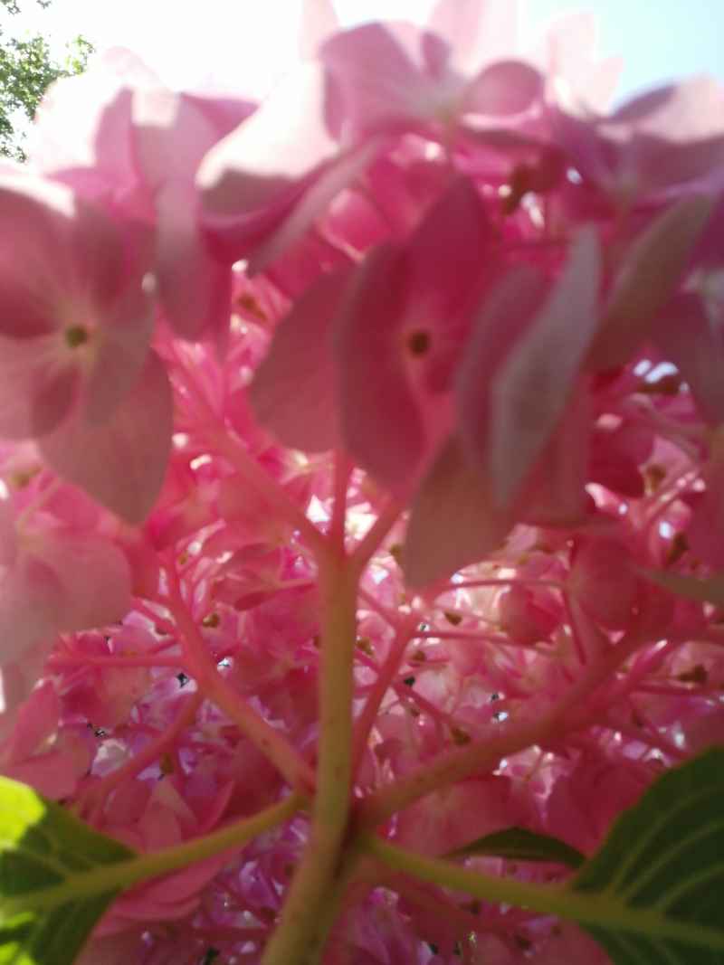 绣球花下