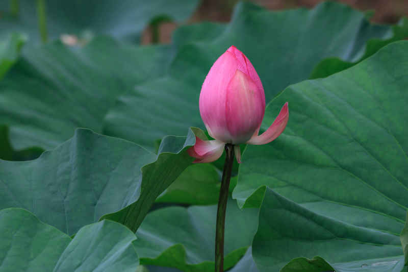 荷花 9