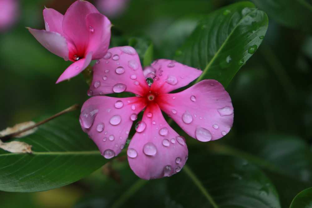 花