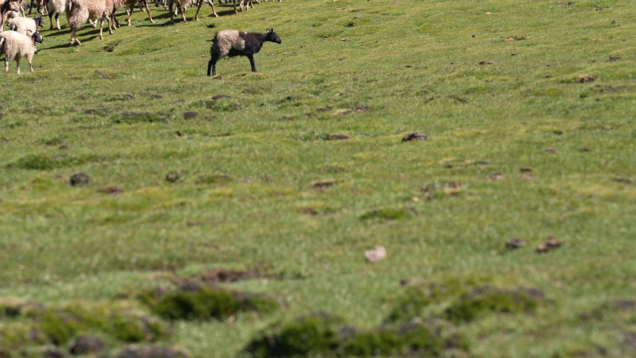 牧民放羊高山草坡
