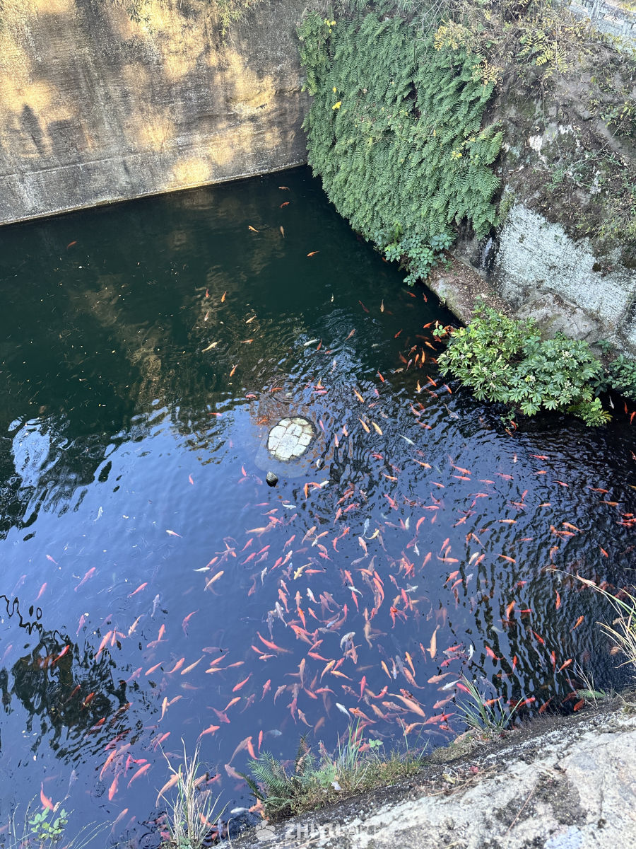 锦鲤游弋的宁静池塘