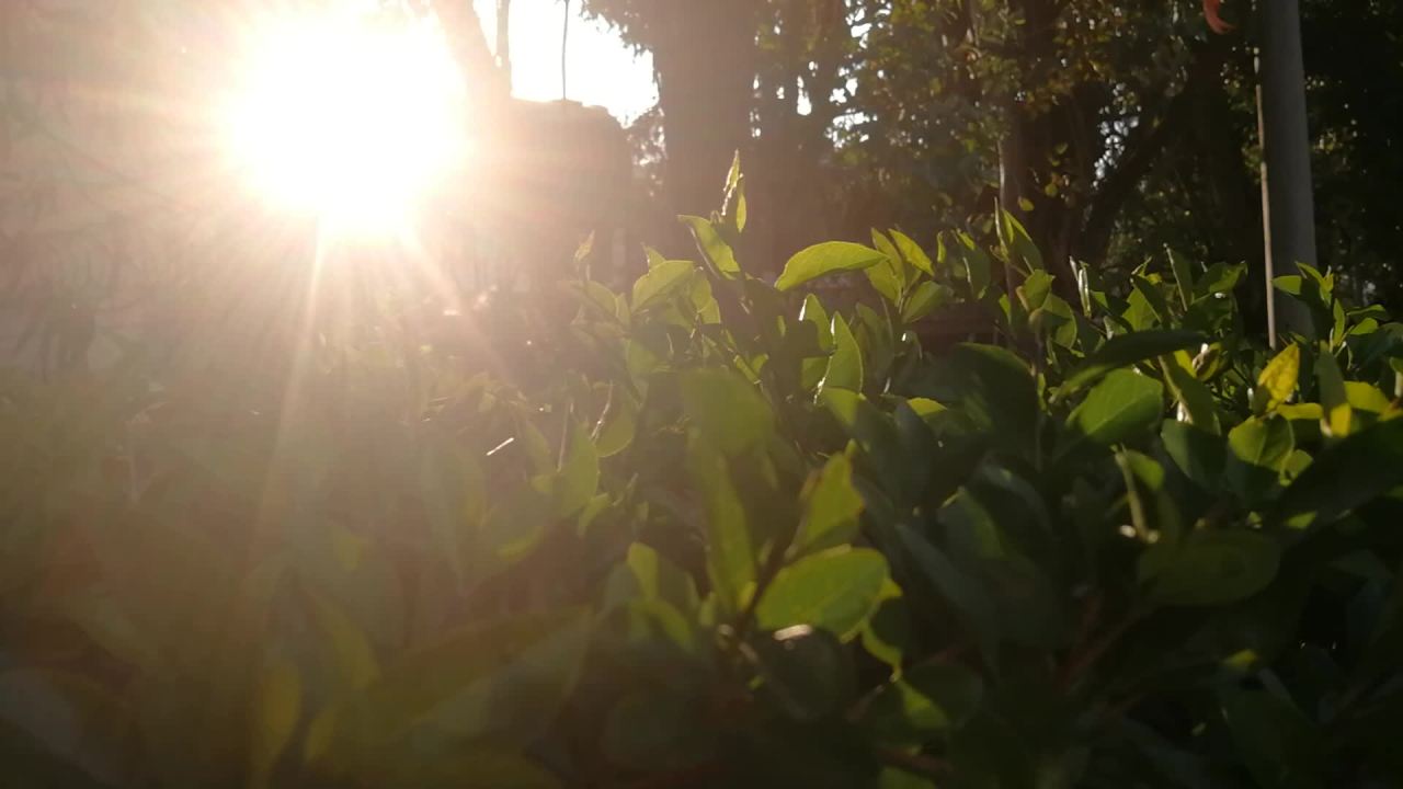 阳光树影