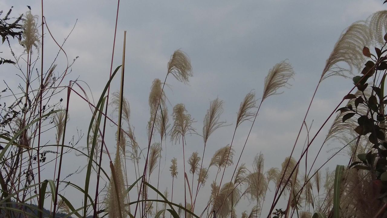 枯萎芦苇植物实拍 