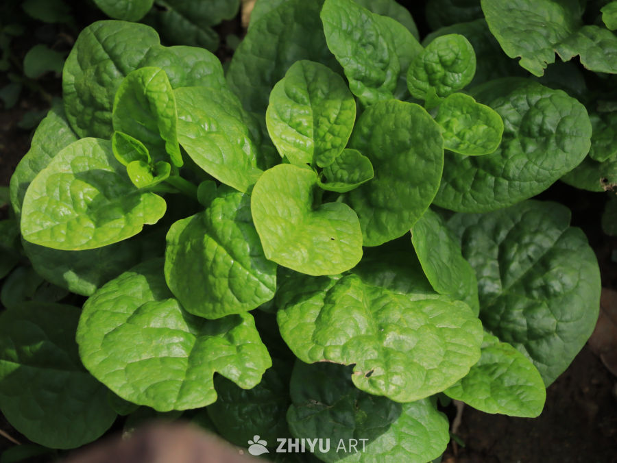 绿意盎然的菠菜