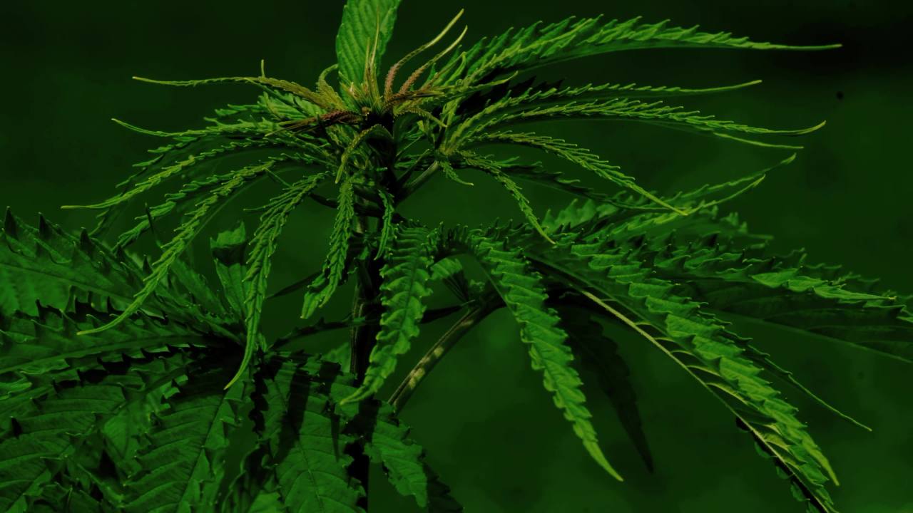 绿意盎然的植物