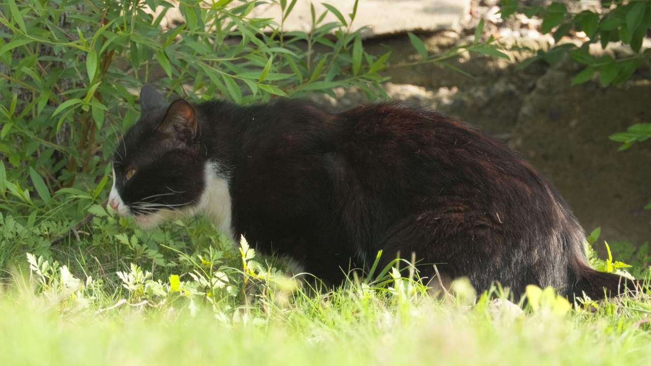 公园的小猫咪流浪猫 46