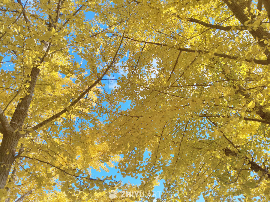 金黄银杏叶与湛蓝天空