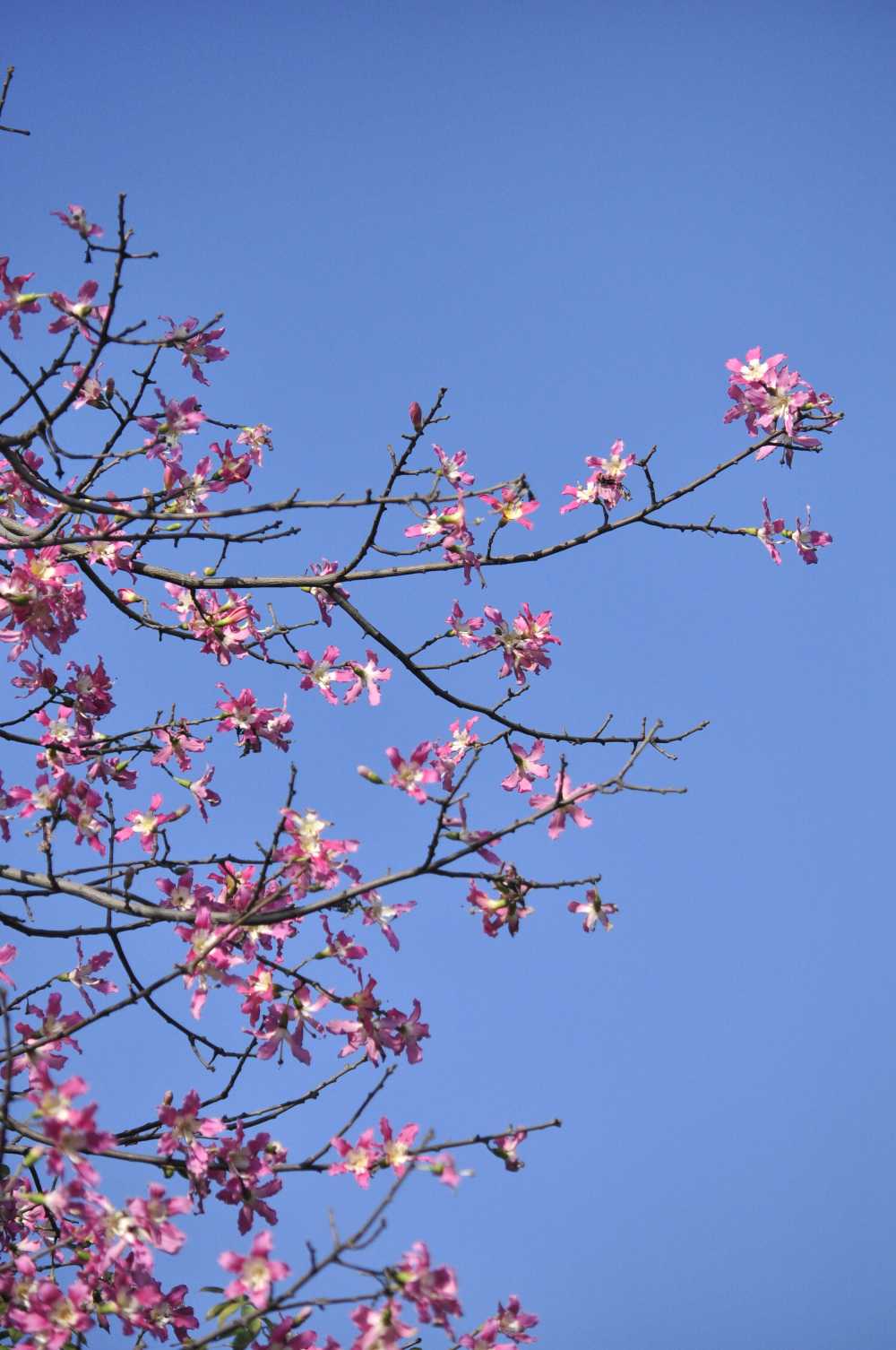 美丽异木棉，异木棉花