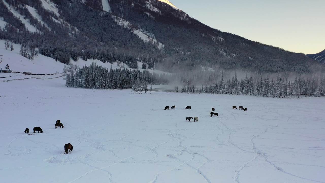 雪地上的马群