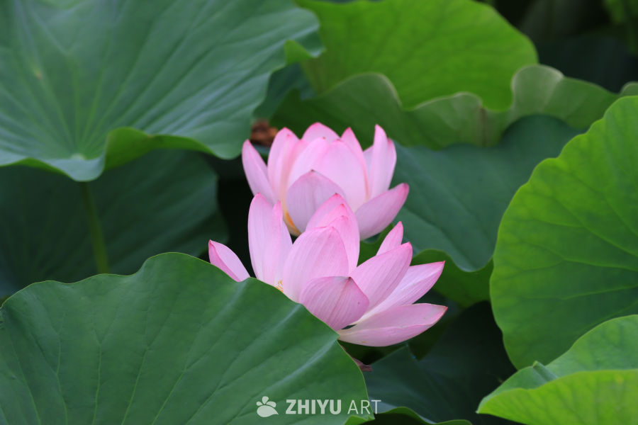 荷花 55