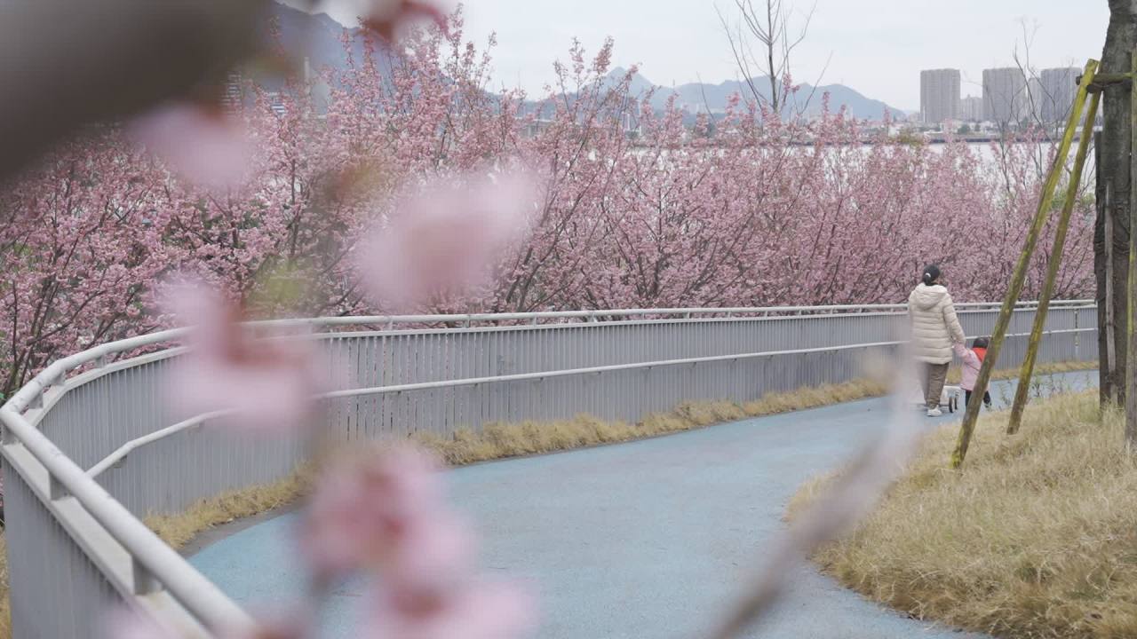 樱花下的漫步