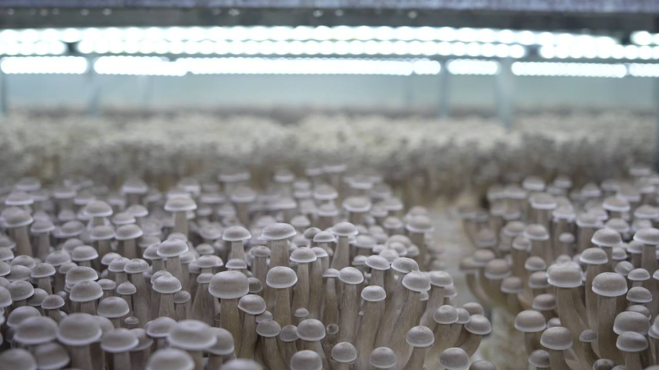 鹿茸菇鲜脆可口， 19