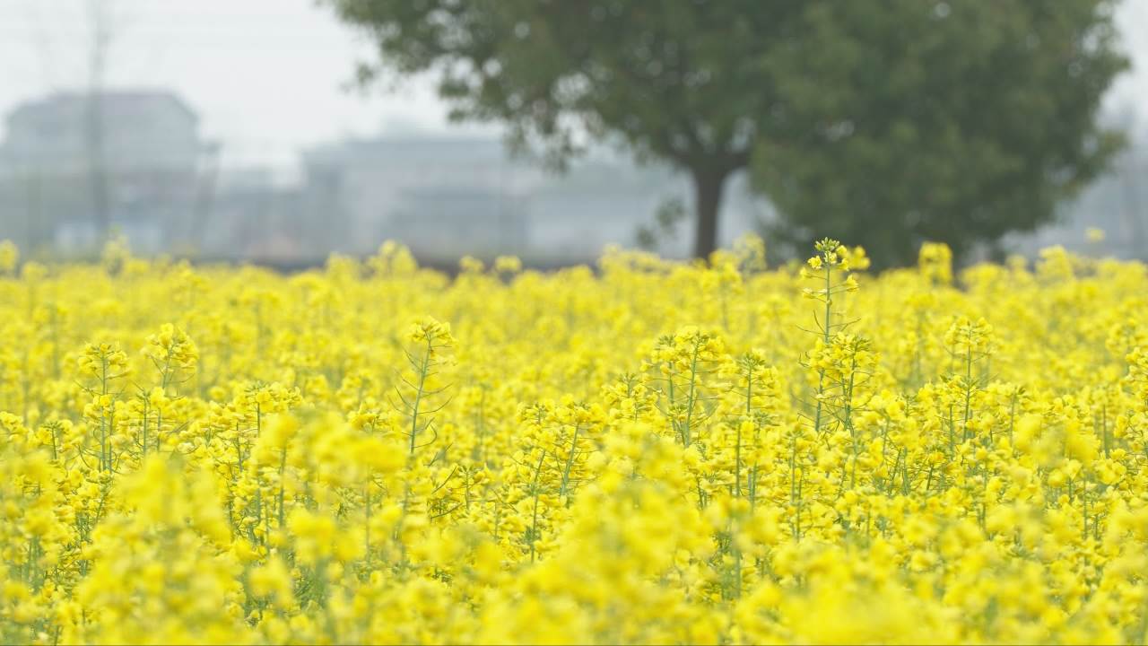 春天农村油菜花田野 45