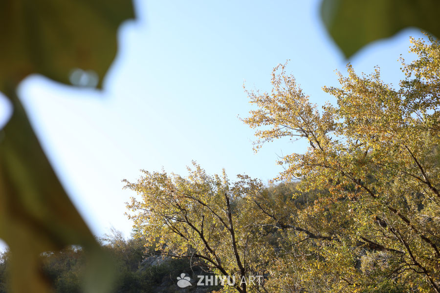 【实拍样片】佳能EOS R8相机实拍照片原片 12