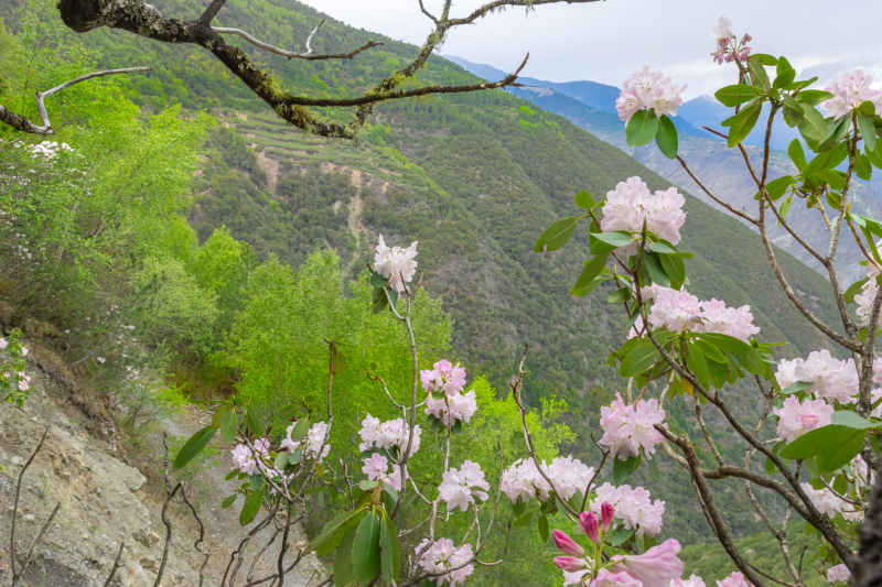杜鹃花 20