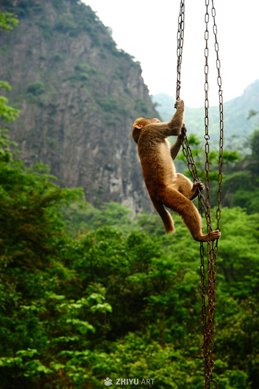 衢州药王山的猴群和山野瀑布 13