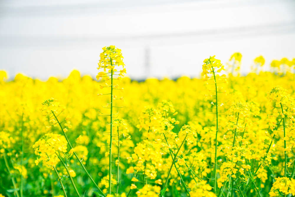 油菜花