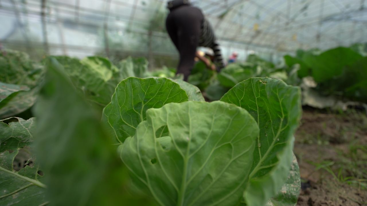 蔬菜采收