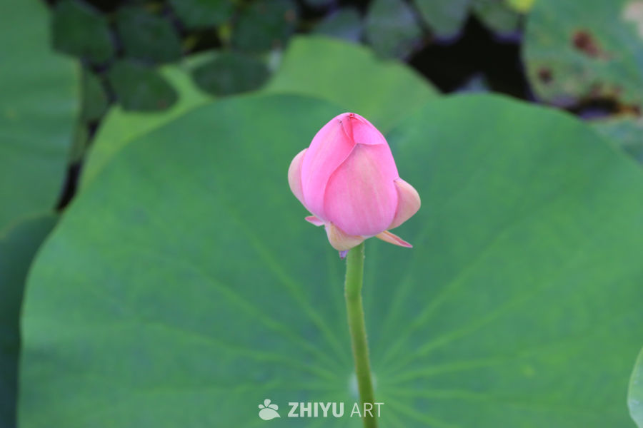 荷花 5
