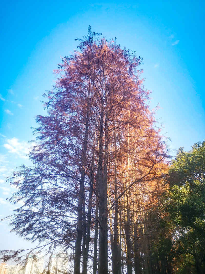 笔直树木水杉植物摄影图  