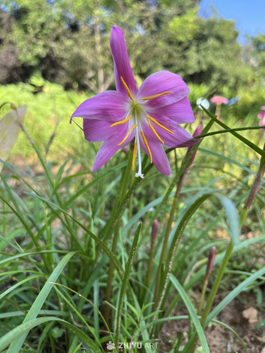 紫色雨后花盛开