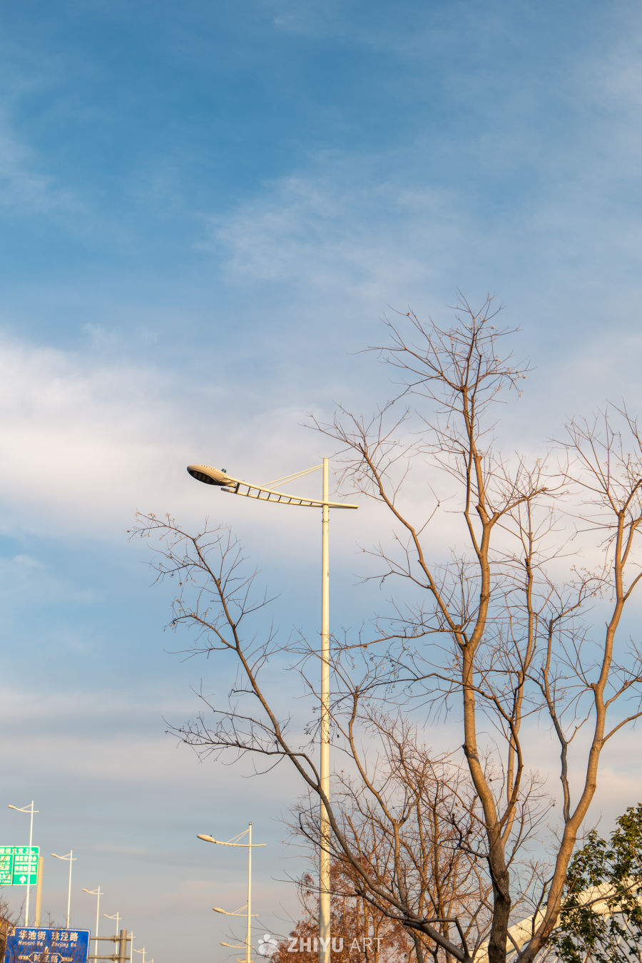 冬日街景：路灯与枯树
