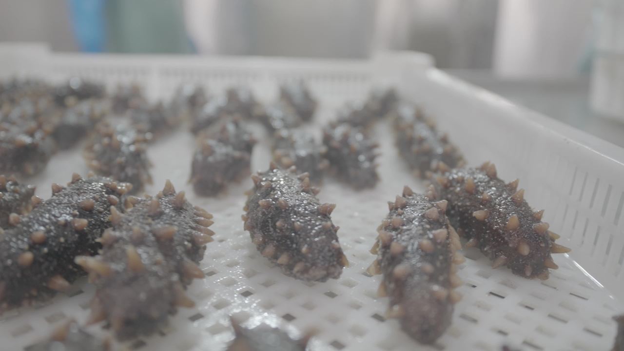 海参加工厂生产过程