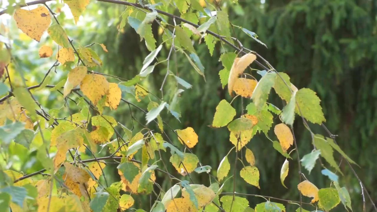 秋季桦木风黄色