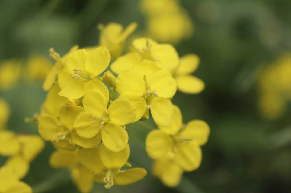油菜花