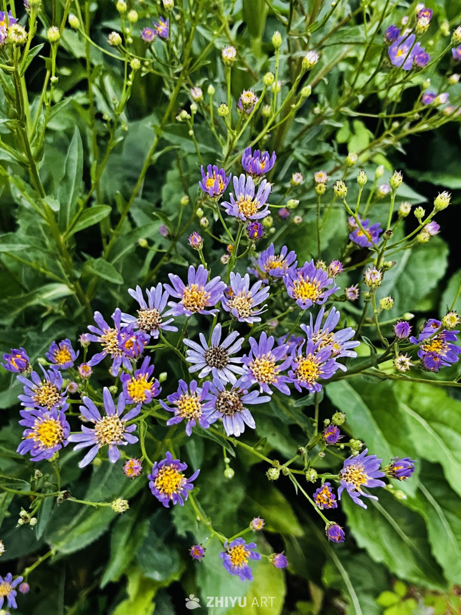 紫色花海的宁静时光